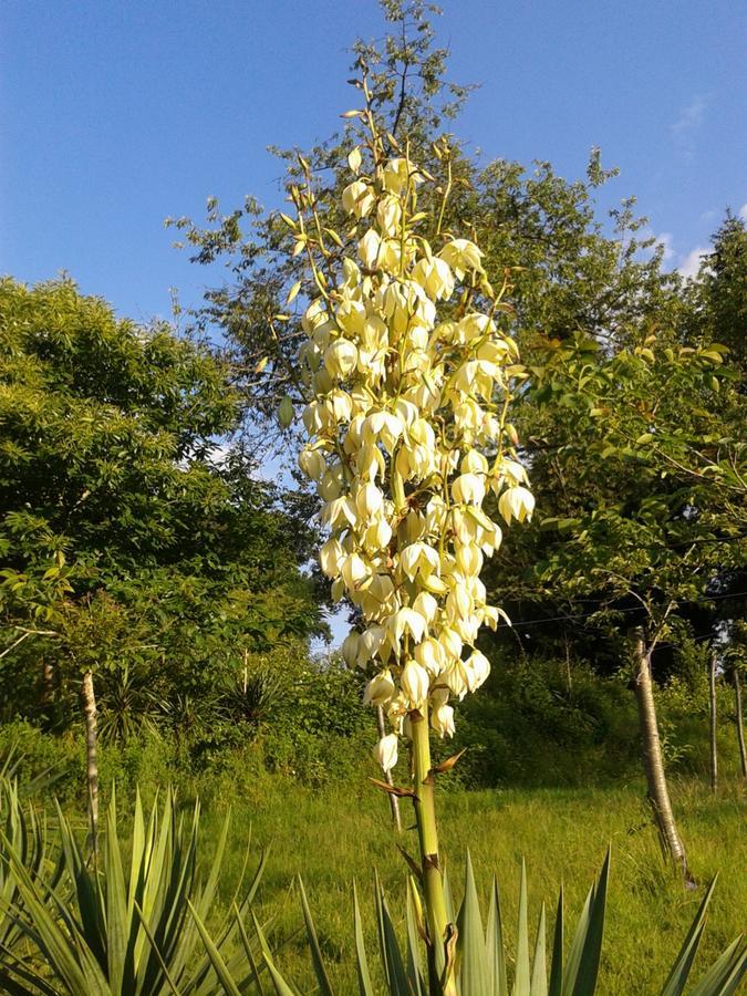 孔佛朗13 Bees住宿加早餐旅馆 外观 照片